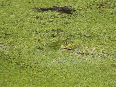 Foto des Albums: Fotowettbewerb "pritzwalkerleben"