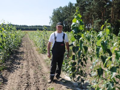 Foto des Albums: Kurzumtriebsplantage in Kölsa