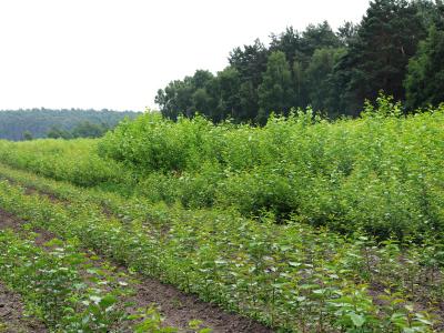 Foto des Albums: Kurzumtriebsplantage in Lindwerder