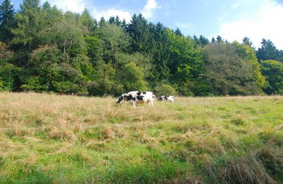 K&uuml;he auf der Bergweide 