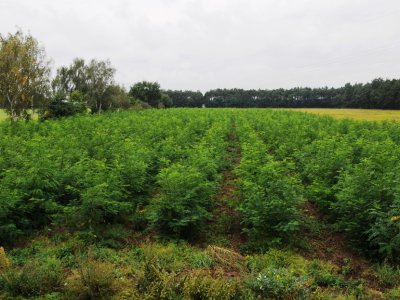 Foto des Albums: Kurzumtriebsplantage in Wainsdorf
