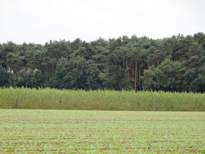 Foto des Albums: Kurzumtriebsplantage in Wainsdorf (19. 09. 2012)