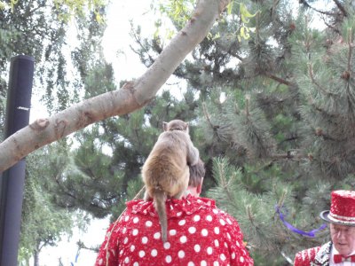 Foto des Albums: Zuckertütenfest