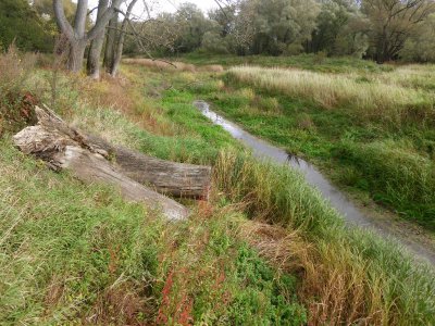 Foto des Albums: Herbstspaziergang an Kanal und Ohre (16. 10. 2012)