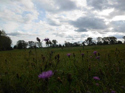 Foto des Albums: Herbstspaziergang an Kanal und Ohre (16. 10. 2012)