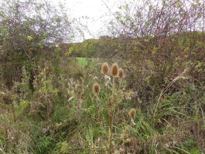 Foto des Albums: Herbstspaziergang an Kanal und Ohre (16. 10. 2012)