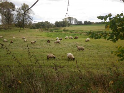 Foto des Albums: Herbstspaziergang an Kanal und Ohre (16. 10. 2012)