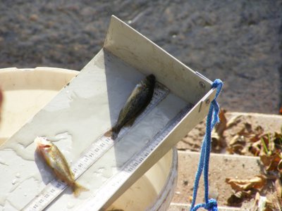 Jeder Fisch wird bestimmt und vermessen  (Bild vergr&ouml;&szlig;ern)