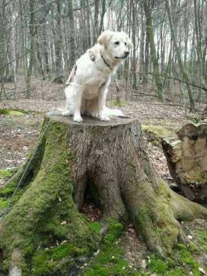 Fine M&ouml;hlenbrock  (Bild vergr&ouml;&szlig;ern)