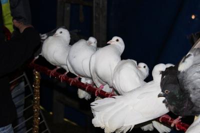 Foto des Albums: Projekt Zirkus - Mittwoch Gruppe B