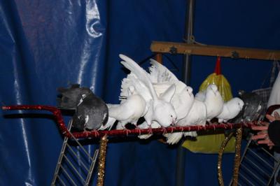 Foto des Albums: Projekt Zirkus - Mittwoch Gruppe B