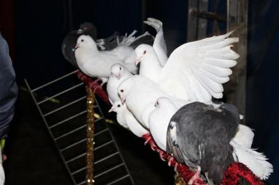 Foto des Albums: Projekt Zirkus - Mittwoch Gruppe B