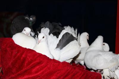 Foto des Albums: Projekt Zirkus - Mittwoch Gruppe B