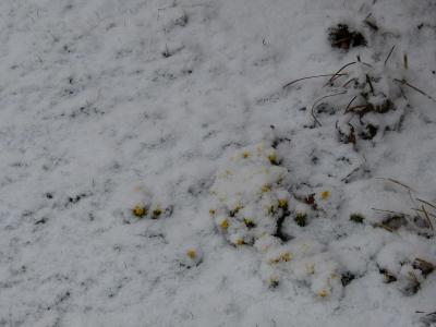 Ein Fr&uuml;hlings-Hoffnungsschimmer  (Bild vergr&ouml;&szlig;ern)