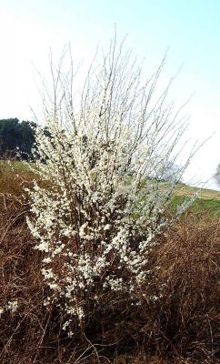 Foto des Albums: Steinbank am Heideberg (17. 04. 2013)