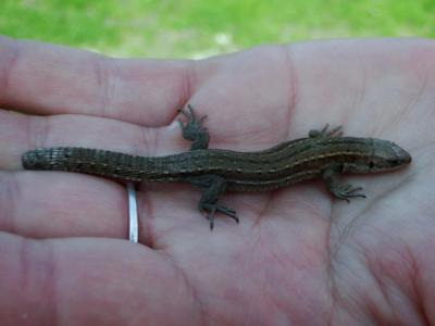 Foto des Albums: HSV - BBC