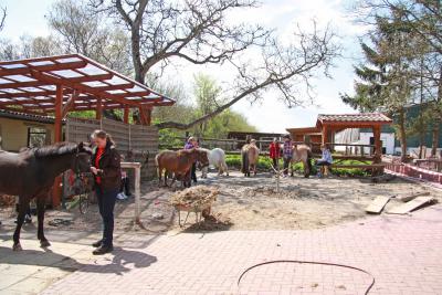 Foto des Albums: Jungzüchter-Workshop auf der Ponyfarm-Gutengermendorf (01.05.2013)