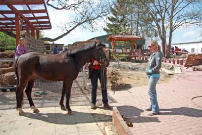 Foto des Albums: Jungzüchter-Workshop auf der Ponyfarm-Gutengermendorf (01.05.2013)