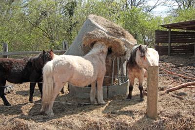 Foto des Albums: Jungzüchter-Workshop auf der Ponyfarm-Gutengermendorf (01.05.2013)