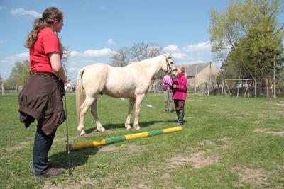 Foto des Albums: Jungzüchter-Workshop auf der Ponyfarm-Gutengermendorf (01.05.2013)