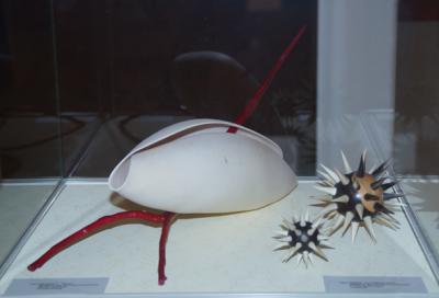 Foto des Albums: Drechslerarbeiten im Mainfränkischen Museum  Würzburg