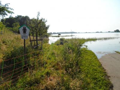 Foto des Albums: Hochwasser 9. 6. (09. 06. 2013)