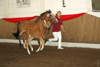 Foto des Albums: Fohlenschau und Stutbuchaufnahme 2013 Wulkow (15.06.2013)