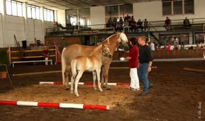 Foto des Albums: Fohlenschau und Stutbuchaufnahme 2013 Wulkow (15.06.2013)