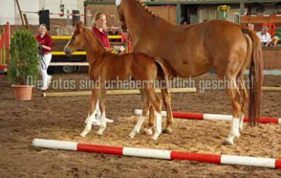 Foto des Albums: Fohlenschau und Stutbuchaufnahme 2013 Wulkow (15.06.2013)