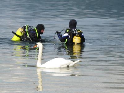 Foto des Albums: Grundlsee - Salzkammergut Österreich (21. 06. 2013)