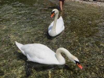 Foto des Albums: Grundlsee - Salzkammergut Österreich (21. 06. 2013)