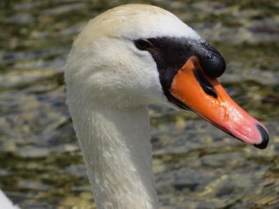 Foto des Albums: Grundlsee - Salzkammergut Österreich (21. 06. 2013)