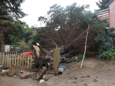 Fotos: Steinbrecher, K&uuml;rbis, Halle, Wicht  (Bild vergr&ouml;&szlig;ern)