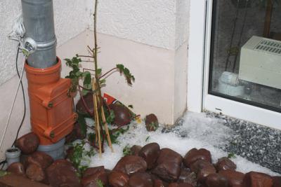 Fotos: Steinbrecher, K&uuml;rbis, Halle, Wicht  (Bild vergr&ouml;&szlig;ern)