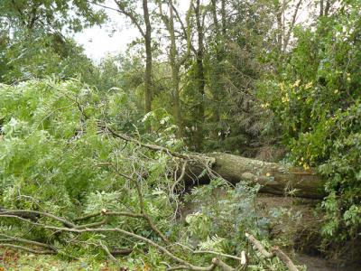 Fotos: Steinbrecher, K&uuml;rbis, Halle, Wicht  (Bild vergr&ouml;&szlig;ern)