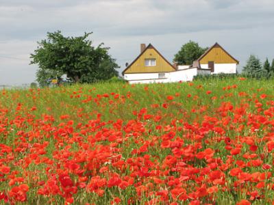 Foto des Albums: Klatschmohn