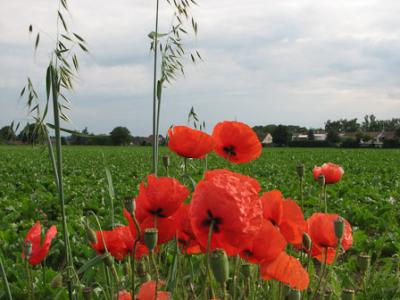 Foto des Albums: Klatschmohn