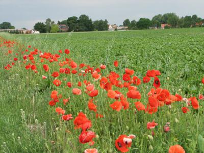 Foto des Albums: Klatschmohn
