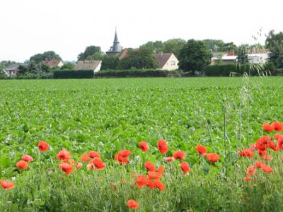 Foto des Albums: Klatschmohn