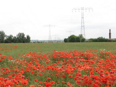 Foto des Albums: Klatschmohn