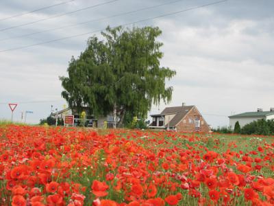 Foto des Albums: Klatschmohn