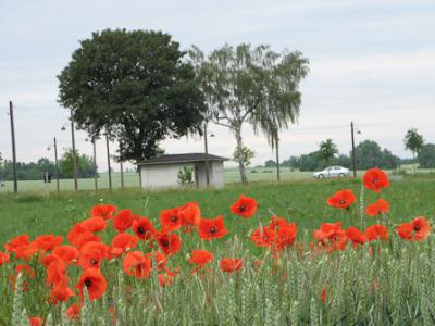 Foto des Albums: Klatschmohn