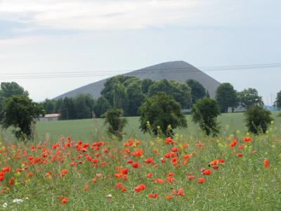 Foto des Albums: Klatschmohn