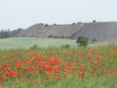 Foto des Albums: Klatschmohn