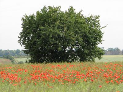 Foto des Albums: Klatschmohn