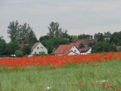 Foto des Albums: Klatschmohn