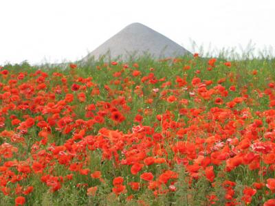 Foto des Albums: Klatschmohn