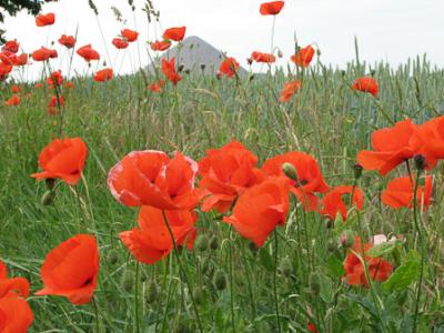 Foto des Albums: Klatschmohn