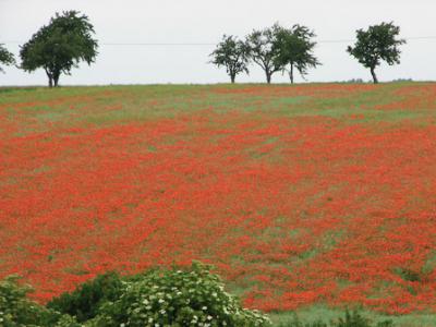 Foto des Albums: Klatschmohn