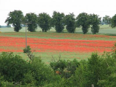 Foto des Albums: Klatschmohn